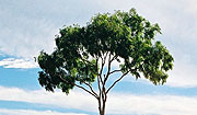 Kings Canyon, Australia (Northern Territory)